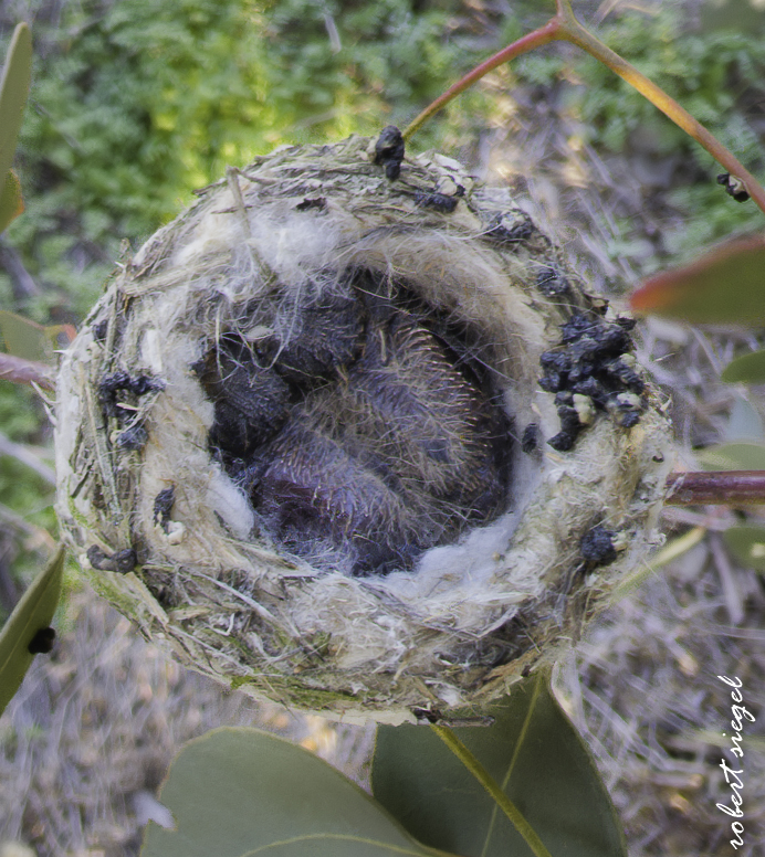 emily renzel wetlands 2026